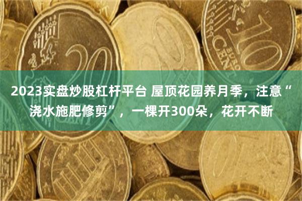 2023实盘炒股杠杆平台 屋顶花园养月季，注意“浇水施肥修剪”，一棵开300朵，花开不断