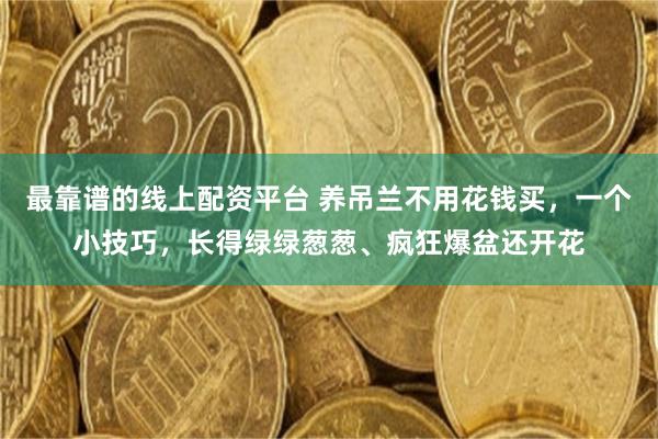 最靠谱的线上配资平台 养吊兰不用花钱买，一个小技巧，长得绿绿葱葱、疯狂爆盆还开花